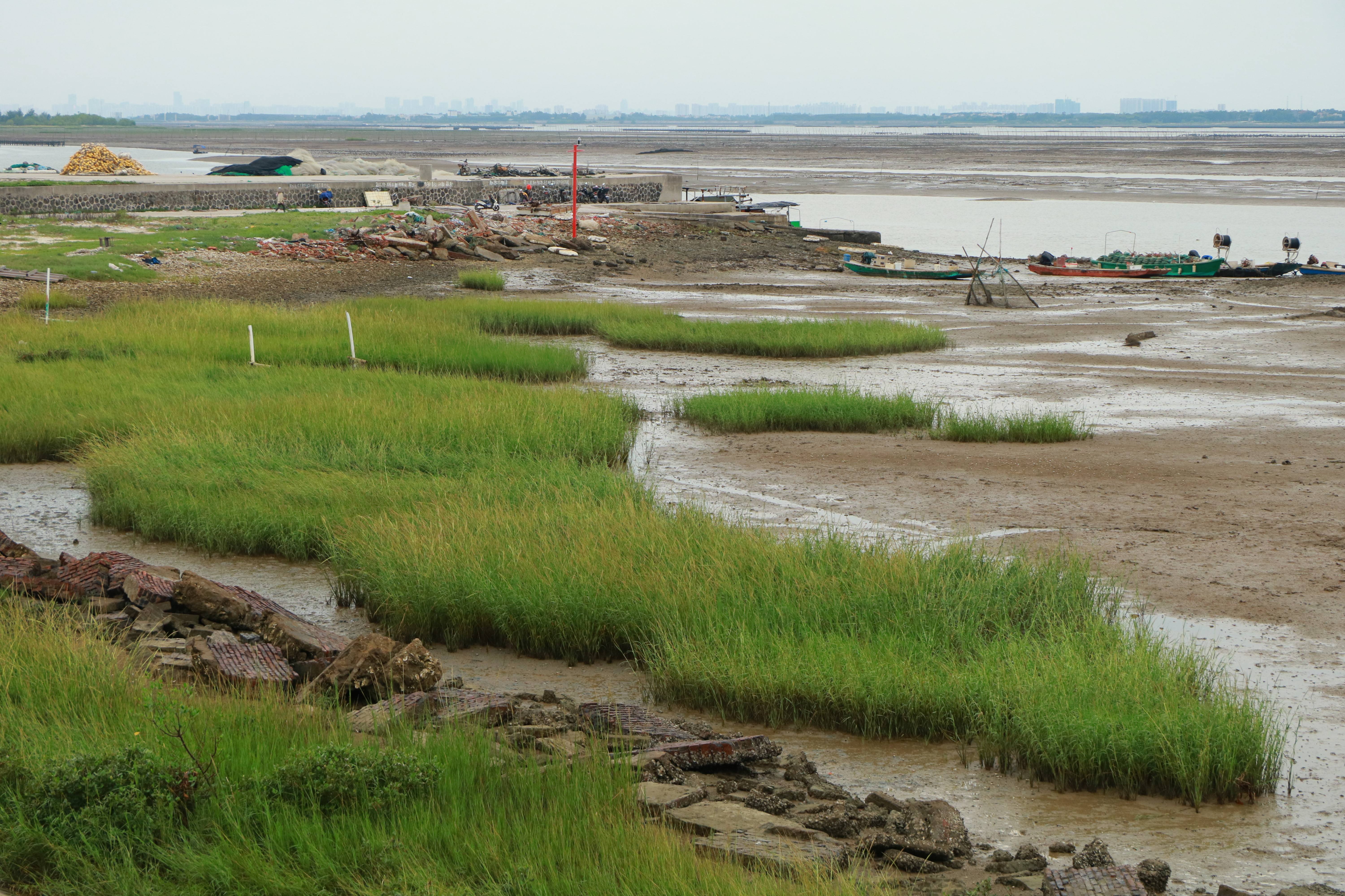 福建省發(fā)布互花米草除治攻堅行動方案
